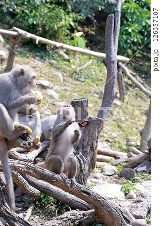 干支 亥 十二干支 126357107