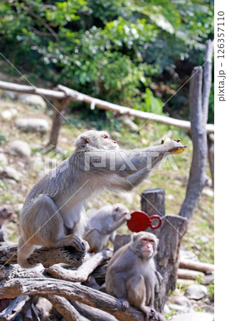 干支 亥 十二干支 126357110