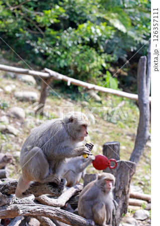 干支 亥 十二干支 126357111