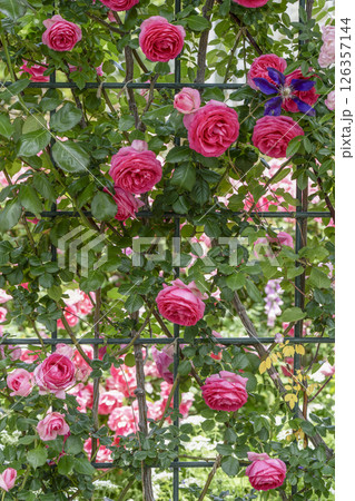 はままつフラワーパーク（5月）ローズガーデン入口のバラのアーチ 126357144