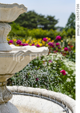 はままつフラワーパーク（5月） ローズガーデンの花々 126357166