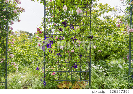 はままつフラワーパーク（5月）ローズガーデン入口のバラのアーチ 126357393