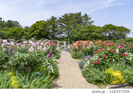 はままつフラワーパーク（5月）　ローズガーデン 126357395