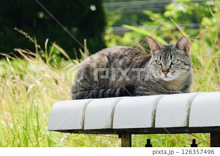 ベンチの上のキジトラ猫 126357496