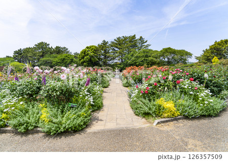 はままつフラワーパーク（5月）　ローズガーデン 126357509