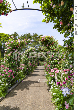 はままつフラワーパーク（5月）　ローズガーデン 126357518