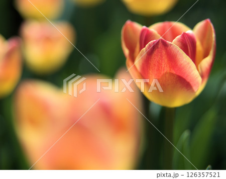 4月に咲いたオレンジ色の美しいチューリップ「キャンディコーナー」 4月に咲いたオレンジ色の美しいチューリップ「キャンディコーナー」 126357521