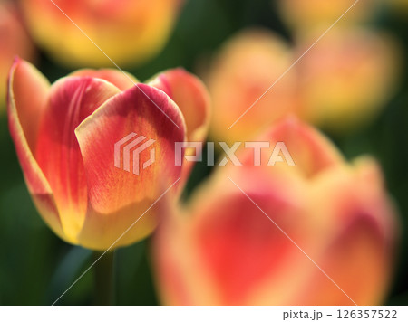 4月に咲いたオレンジ色の美しいチューリップ「キャンディコーナー」 4月に咲いたオレンジ色の美しいチューリップ「キャンディコーナー」 126357522