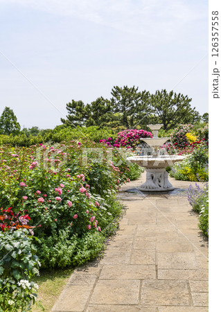 はままつフラワーパーク（5月）　ローズガーデン 126357558