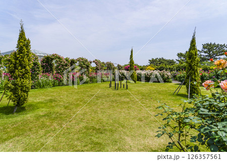 はままつフラワーパーク（5月）　ローズガーデン 126357561