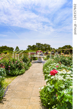 はままつフラワーパーク（5月）　ローズガーデン 126357602