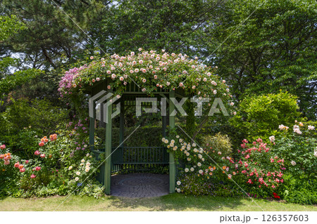 はままつフラワーパーク（5月）　ローズガーデンのガゼボ 126357603