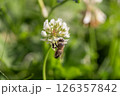 Honeybee collecting nectar from white clover flower in a vibrant green meadow 126357842