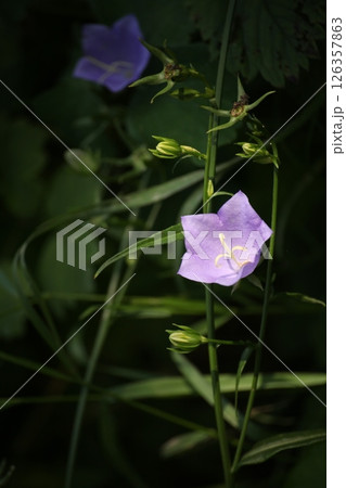 Close-up of a blooming blue bellflower Campanula with buds and green leaves. Captured in natural light against a dark blurred background. Wild meadow flora in summer season. 126357863