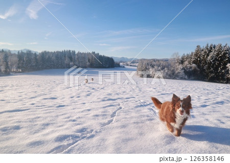 Dog is running through the snow in a field 126358146
