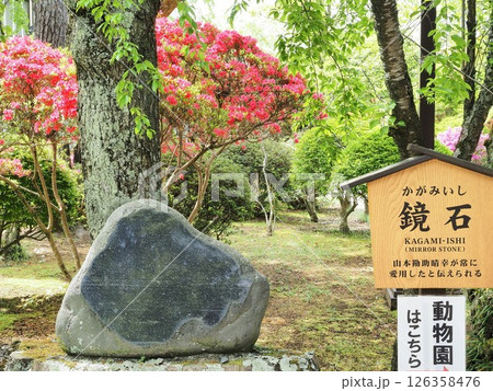 長野県 新緑の懐古園 鏡石 5月 長野県 新緑の懐古園 鏡石 5月 126358476