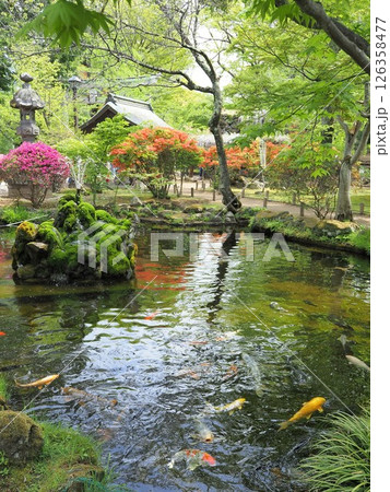 長野県 懐古園 懐古神社の池の景観 5月 長野県 懐古園 懐古神社の池の景観 5月 126358477