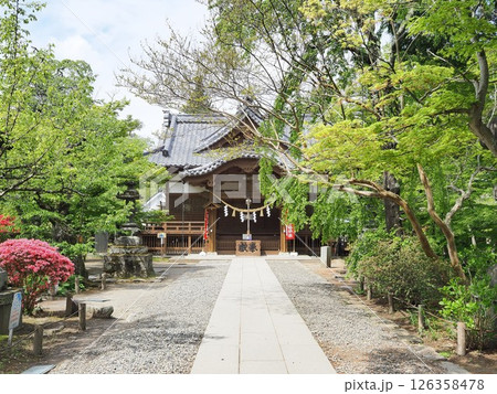 長野県 新緑の懐古神社 5月 長野県 新緑の懐古神社 5月 126358478