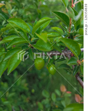Green unripe mirabelle plums growing on tree branch Green unripe mirabelle plums growing on tree branch 126358639