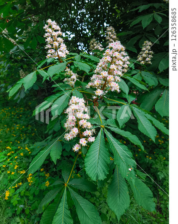 Blooming horse chestnut tree showing its delicate pink and white flowers Blooming horse chestnut tree showing its delicate pink and white flowers 126358685