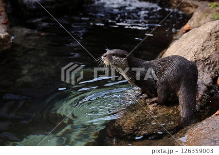 水を浴びたコツメカワウソ 水を浴びたコツメカワウソ 126359003