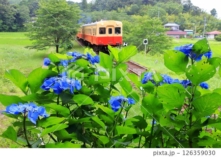 小湊鐵道「飯給駅周辺の青い額紫陽花とローカル線」 126359030