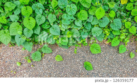 地表面を緑化するヘデラ 126359177
