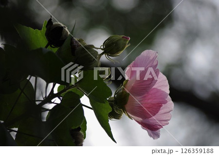 夏を代表する一日花酔芙蓉 夏を代表する一日花酔芙蓉 126359188