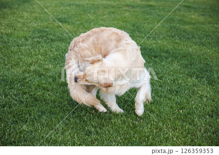 Golden retriever outdoors on green grass, turning its head to lick or scratch its tail. 126359353