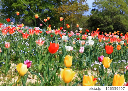 【香川県】春の国営讃岐まんのう公園(ネモフィラとチューリップ畑) 【香川県】春の国営讃岐まんのう公園(ネモフィラとチューリップ畑) 126359407