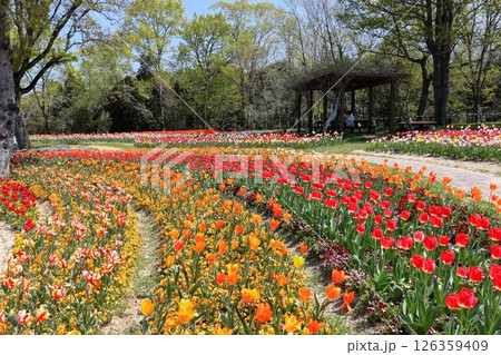 【香川県】春の国営讃岐まんのう公園（ネモフィラとチューリップ畑） 126359409