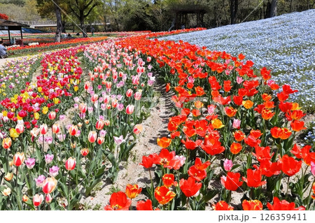 【香川県】春の国営讃岐まんのう公園（ネモフィラとチューリップ畑） 126359411