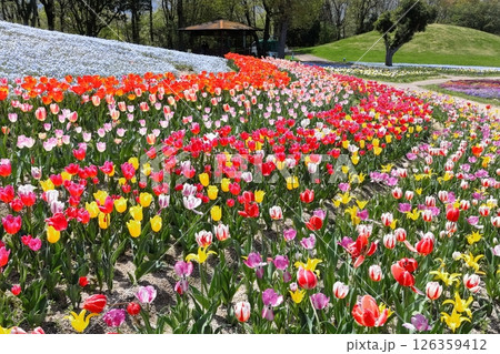 【香川県】春の国営讃岐まんのう公園（ネモフィラとチューリップ畑） 126359412