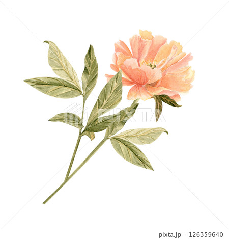 Delicate peony flower with stem in soft peach tones watercolor illustration. Hand-painted with high detail, perfect for wedding invitations, branding, packaging, fabric design cards. Coral charm color Delicate peony flower with stem in soft peach tones watercolor illustration. Hand-painted with high detail, perfect for wedding invitations, branding, packaging, fabric design cards. Coral charm color 126359640