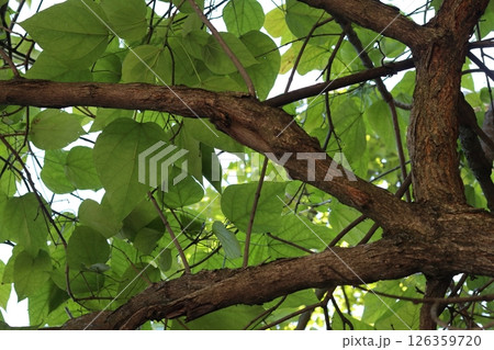 Branching of three tree trunks. Branching of three tree trunks. 126359720