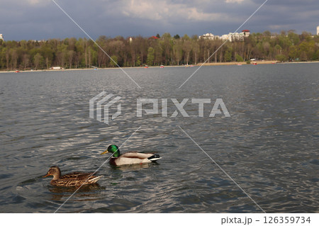 Valea Morilor lake and park. 126359734