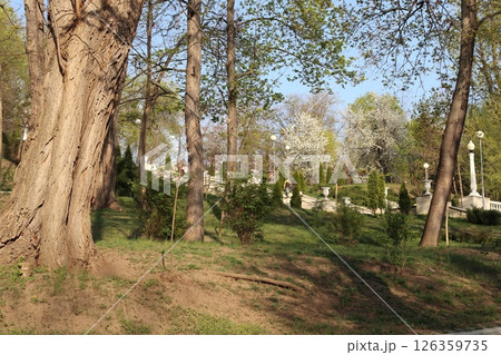 The spring in the park Valea Morilor. 126359735