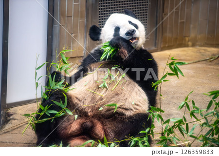 上野動物園のジャイアントパンダ 126359833