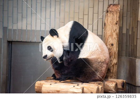 上野動物園のジャイアントパンダ 126359835