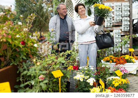 Elderly man and woman buy chrysanthemum at an open market 126359877