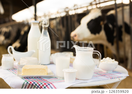 Milk, cottage cheese, cream, cheese on table against background of cows 126359920