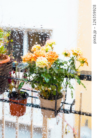 Rose bush in a flower pot on balkon during the rain 126359928