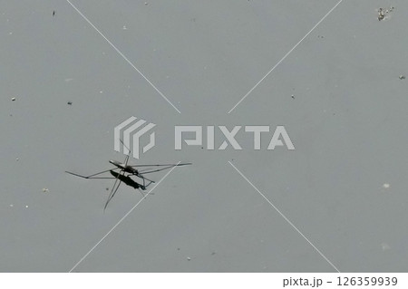 アメンボグレー 126359939