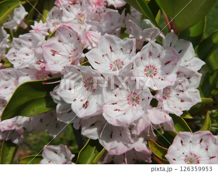 満開のカルミア（アメリカシャクナゲ）の花 126359953