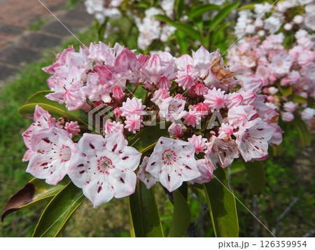 満開のカルミア（アメリカシャクナゲ）の花 126359954