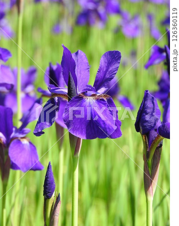 アヤメの花 アヤメの花 126360119