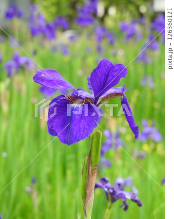 アヤメの花 126360121