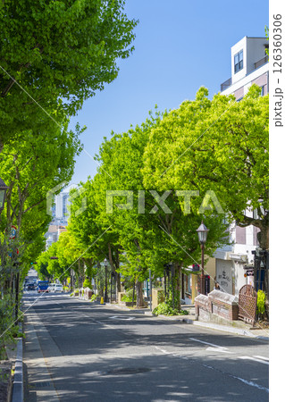 神戸北野異人館街 新緑の街路樹が美しい北野坂 神戸北野異人館街 新緑の街路樹が美しい北野坂 126360306