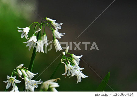白いアリウムトリケトラムの花（春、四月） 126360414