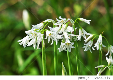 白いアリウムトリケトラムの花(春、四月) 白いアリウムトリケトラムの花(春、四月) 126360415